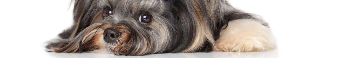 Yorkshireterrier iFokus