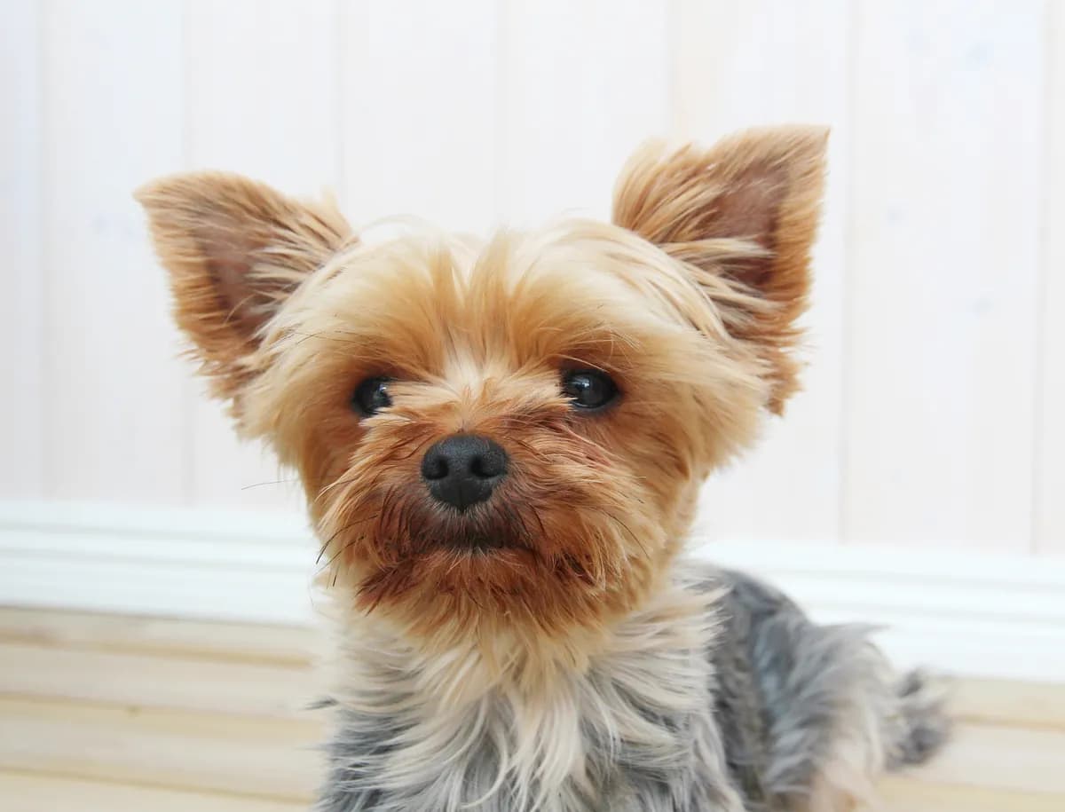 Foderhund sökes